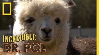 Fixing Up Alpacas  The Incredible Dr Pol [upl. by Reseda]