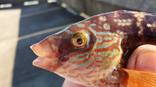 Early morning fishing at Samphire hoe Kent wrasse pouting [upl. by Duntson]