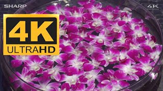 SHARP DEMO 4K HDR 60FPS THAILAND NATURE [upl. by Madella]