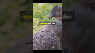 🤯Featherless Faces Part 2 The Secrets of Vultures Revealed facts birdspecies birdtypes [upl. by Birk49]