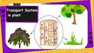 What are Vascular tissues What is Xylem and phloem Types of plant tissues Histology biology [upl. by Stortz]