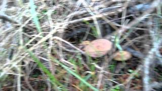 Psilocybe Azurescens Fairy Ring Washington PNW [upl. by Noell507]