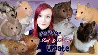 Foster Updates of Past amp Present Hamsters  Munchies Place [upl. by Niattirb]