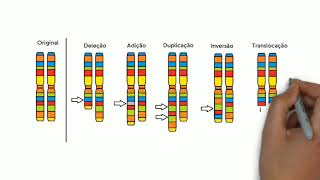 Alterações cromossômicas humanas  quotE aí vamos resolver juntos [upl. by Hessney]