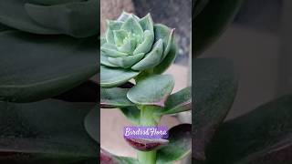 Echeveria elegans plant🪴  indoor plants  houseplants  nature trending plantsshorts aesthetic [upl. by Arno]