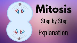 Mitosis Explained Step by Step with Animation [upl. by Entroc]