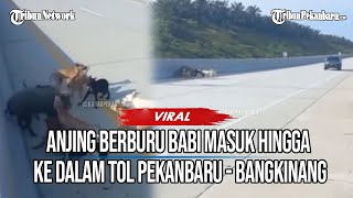 Viral Jalan Tol Pekanbaru Bangkinang Jadi Arena Perburuan Babi Hutan Apa Kak Bahaya [upl. by Nnaycnan]