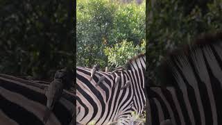 Zebra and Oxpeckers amazing wildlife safari nature animals [upl. by Joye]