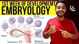 general embryology anatomy  first week of development embryology  Johari MBBS [upl. by Hujsak]