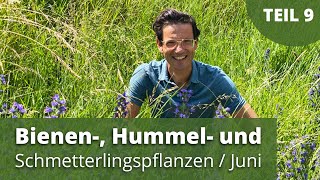 TOP Bienen Hummel Schmetterlingspflanzen wahre Pioniere [upl. by Eelanna]