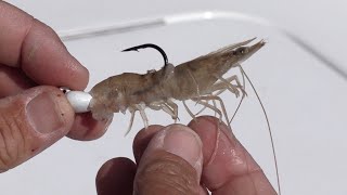 How To Hook Shrimp The CORRECT Way [upl. by Anala]