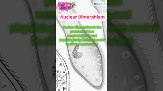 Protozoans  Paramecium  Kingdom Protista  Biological Classification Class 11 Biology education [upl. by Uri]