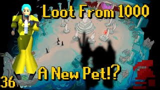 A New Pet Loot From 1000  HCIM Ep 36 📜 [upl. by Sloane]