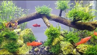 Top 10 Aquascaping Tips Stunning Aquarium Designs for Beginners [upl. by Gelhar]