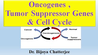 Oncogenes Tumor Suppressor Genes and Cell Cycle [upl. by Lyrahs]