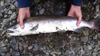 Salmon fishing in Ketchikan Alaska [upl. by Bentley]