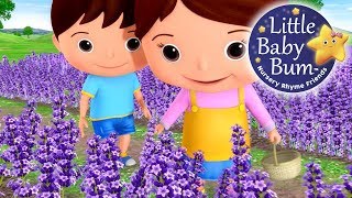 Lavenders Blue Dilly Dilly  Nursery Rhymes for Babies by LittleBabyBum  ABCs and 123s [upl. by Aihsram]