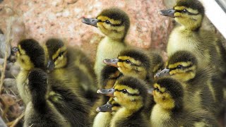 Ducklings Hatched May 15 amp 16 2017 [upl. by Noryb780]