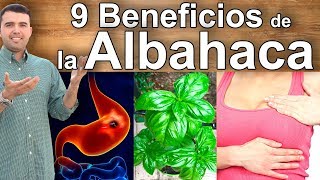 Para Que Sirve la Albahaca  9 Beneficios y Propiedades de la Hoja de Albahaca [upl. by Ayaj]