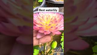 Waterlily collection hassabadin waterplants [upl. by Ylla]