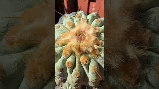 Perfect Copiapoa cactus 🌵🤩 What’s your favorite species [upl. by Hyacintha]