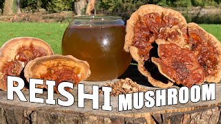 Reishi Mushroom Complete Guide Health Preparation Uses Chemicals 🍄 [upl. by Mann]