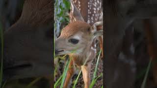 Newborn Fawn Calling For Mom [upl. by Yllac]