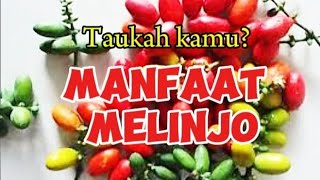 Manfaat Melinjo untuk Kesehatan [upl. by Coumas]