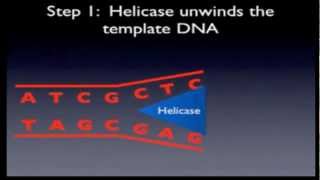 1 DNA Replication HSC biology [upl. by Ashbey]