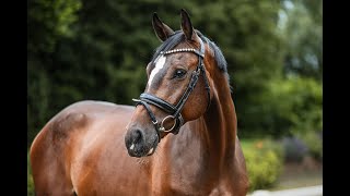 Ujax  Wallach  2019 geboren Unlimited x Nekton [upl. by Iffar]