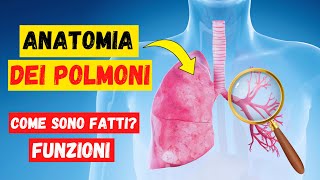 Anatomia e fisiologia dei polmoni come sono fatti e funzioni dei polmoni  Apparato Respiratorio [upl. by Apgar558]