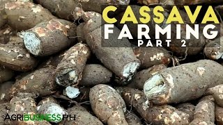 Cassava Farming Part 2  How to grow Cassava  Agribusiness Philippines [upl. by Lorilyn13]