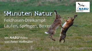 NABUNatur Feldhasenbalz im NSGZachariassee [upl. by Anikal]