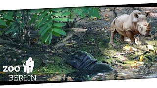 Rundgang durch den Zoo Berlin Tiere hautnah erleben  07092024 [upl. by Zorana]