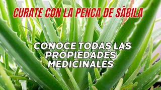 Todo lo que la Penca de Sábila Puede Hacer por Tu Salud Beneficios Inesperados [upl. by Antoinetta]