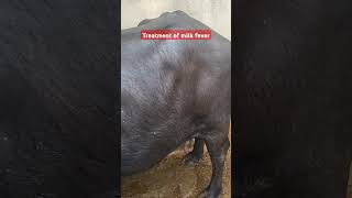 Treatment of milk fevercow dairy animal farming [upl. by Naquin]