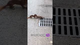 A Struggling Weasel and a Helpful Friend 😂 animals weasel funny [upl. by Garvin]