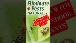 4 INCREDIBLE Ways to ELIMINATE Indoor Plant Pests Naturally 🌿 shorts natural [upl. by Vale]