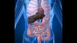 Gallbladder pain  How to know if what you are feeling is gallbladder pain  LILAPDOC Youflv [upl. by Aineg]