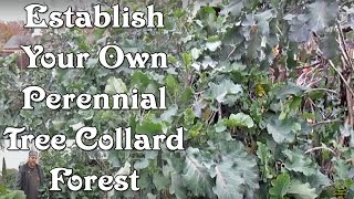 Establishing A Perennial Purple Tree Collard Forest [upl. by Faulkner434]