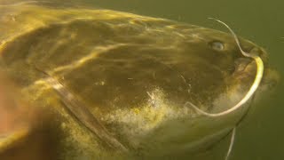 Underwater Catfish footage Fishing on the River Ebro with Rio Ebro Angling  Several Catfish Caught [upl. by Odragde]