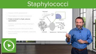 Staphylococci – Microbiology  Lecturio [upl. by Gardie]