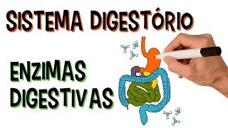 ✅ SISTEMA DIGESTÓRIO E ENZIMAS DIGESTIVAS [upl. by Fitzpatrick]