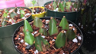 Potting up my Pleione orchid bulbs [upl. by Trocki28]