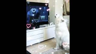 Crazy Dog Watching TV funny shorts tv dog viralvideo [upl. by Rodgiva]