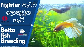 How to Breed Betta Fighter Fishසිංහලෙන් Video එක්කම​ දැනගමු [upl. by Thorncombe504]