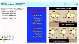 Q131 Zoology NEET 2019  Nucleic Acids Exploring DNA and RNA Structure amp Their Genetic Roles [upl. by Aya]