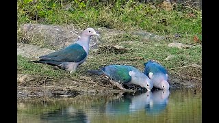 Green Imperial Pigeon [upl. by Lorolla200]