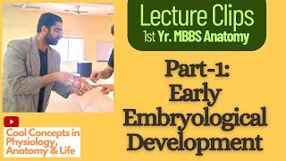 Embryology Anatomy Early Embryological Development Part1  1st Year MBBS [upl. by Acired]