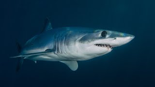 Amazing Shark moving underwater Ocean Shark  Shark attacking [upl. by Darken809]